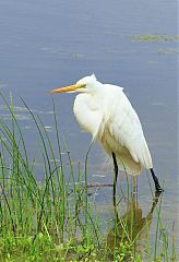 Great Egret